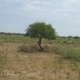 The spread of invasive weeds: conflict sensitivity considerations for aid actors working in Eastern Equatoria and beyond