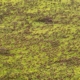 Conflict and Conservation in South Sudan